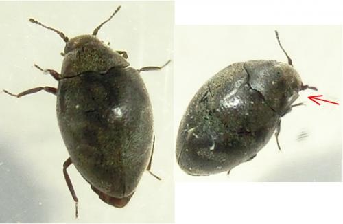 Limnichus sp.